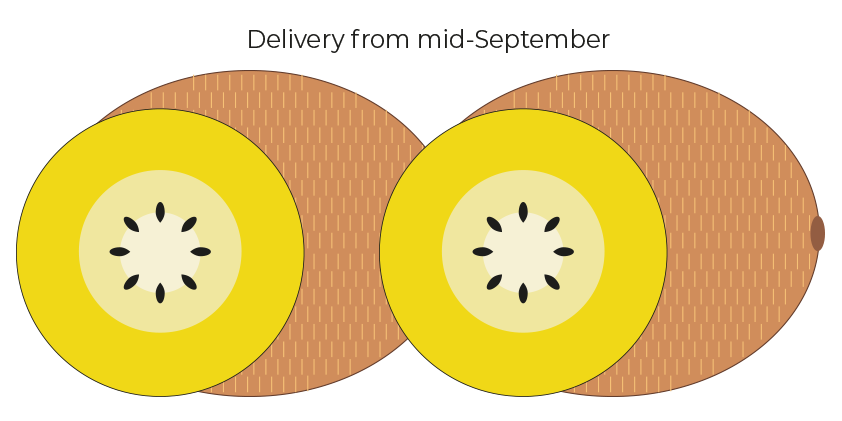 Yellow kiwi<br>(Box of 3kg)